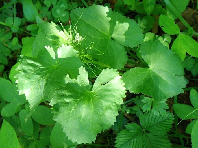 Pimpinella serbica