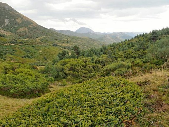 Španělsko, Kantaberské pohoří, Reserva Natural Pinar de Puebla de Lillo