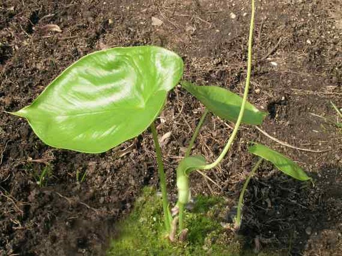 Pinellia peltata