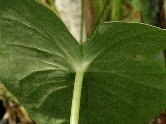 Pinellia peltata