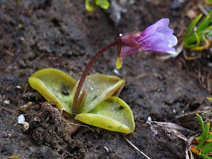 Pinguicula