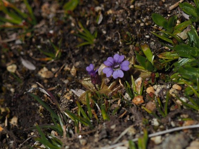 Pinguicula