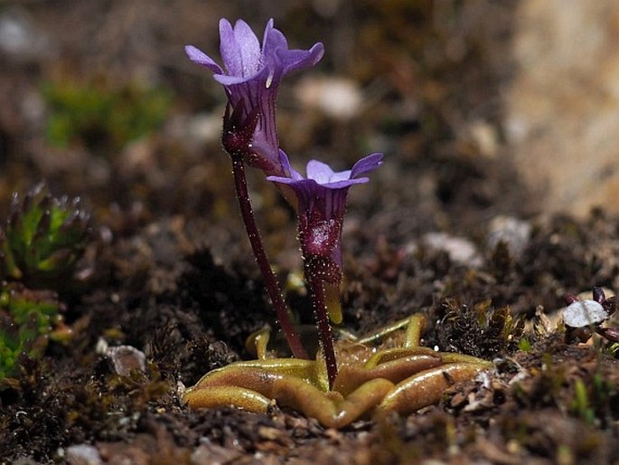 PINGUICULA AUSTRALANDINA Gluch - tučnice / tučnica