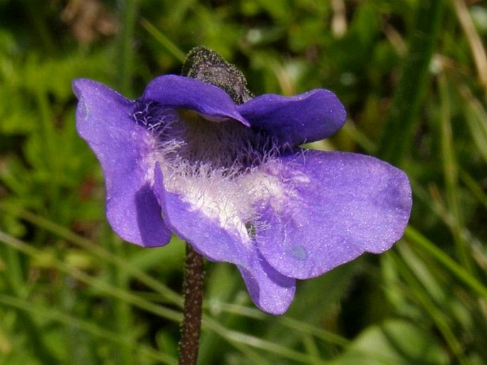 Pinguicula balcanica