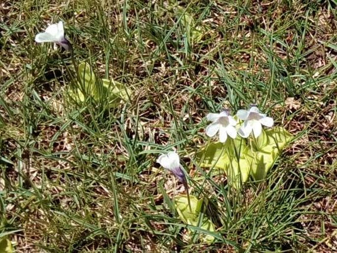 Pinguicula corsica