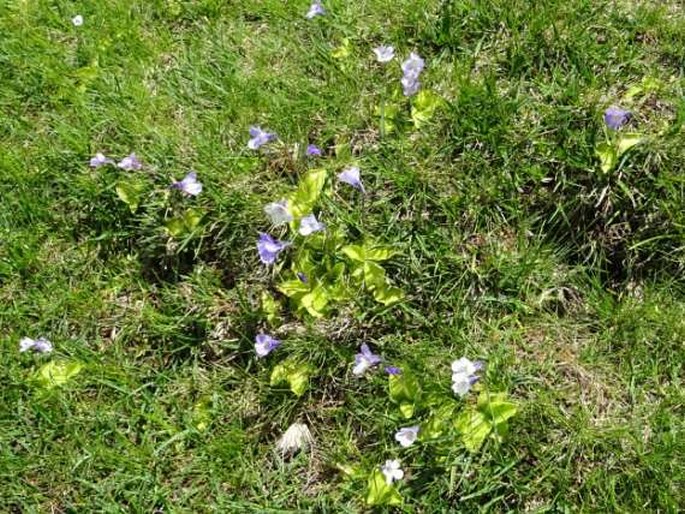 Pinguicula corsica