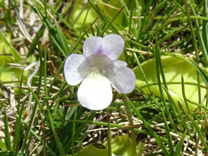 Pinguicula corsica