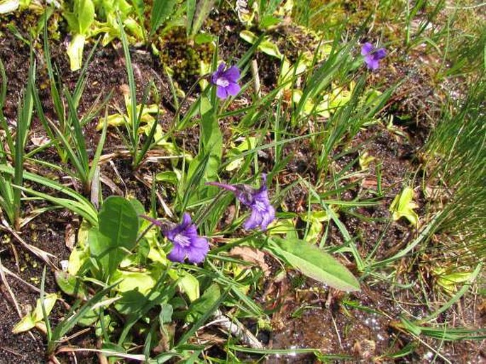 Pinguicula grandiflora