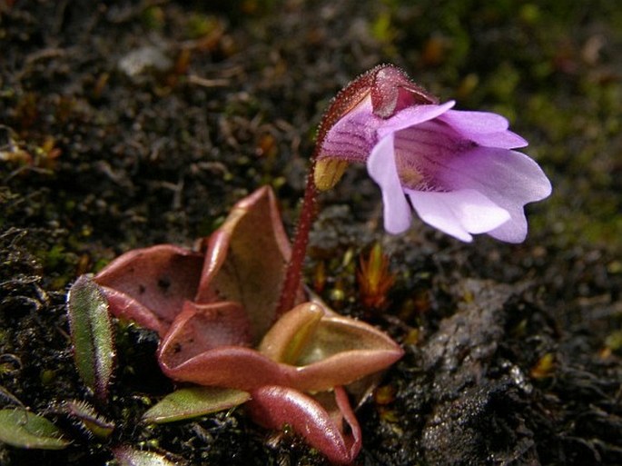 Pinguicula calyptrata