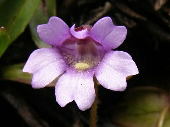 Pinguicula calyptrata