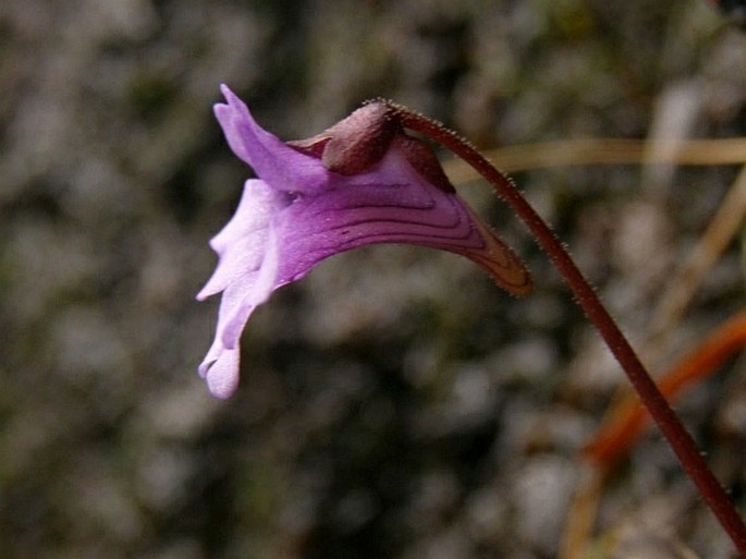 Pinguicula calyptrata