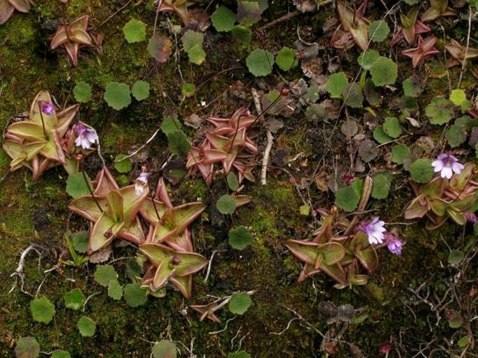 Pinguicula calyptrata