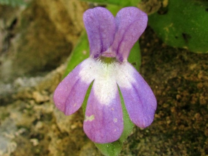 Pinguicula longifolia