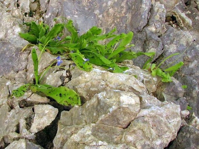 Pinguicula longifolia