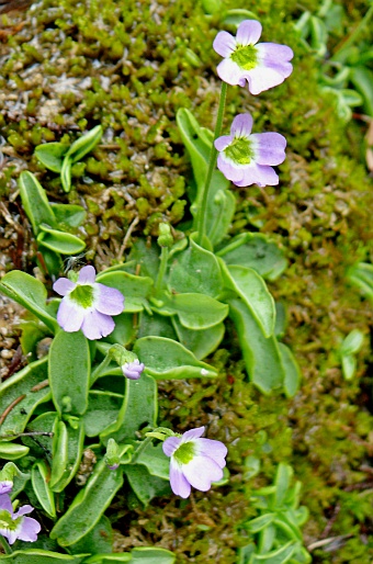 Pinguicula hirtiflora