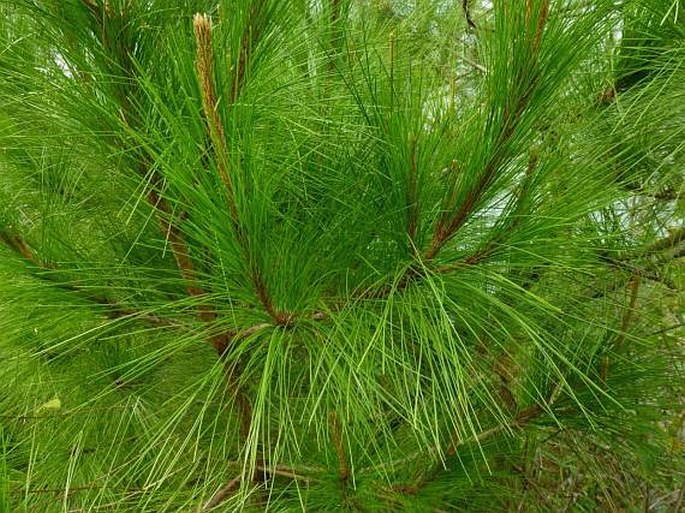 PINUS MERKUSII Jungh. et de Vriese – borovice / borovica