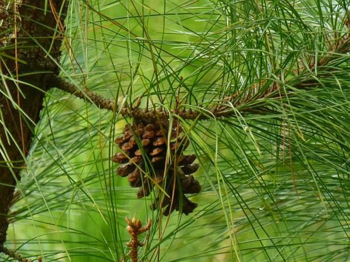 Pinus merkusii