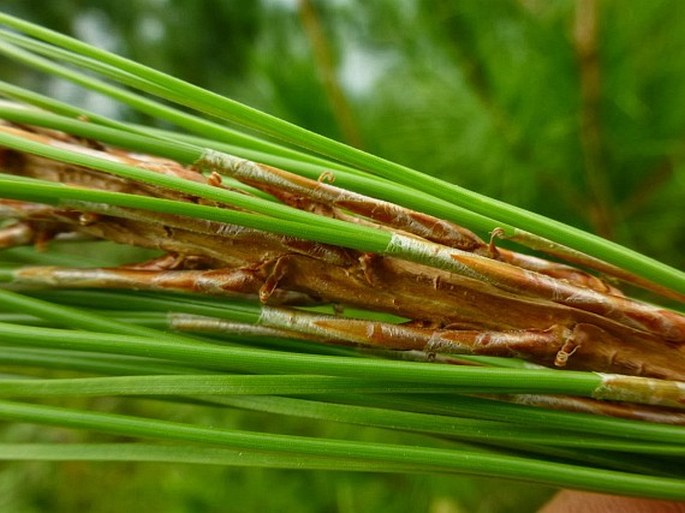 Pinus merkusii