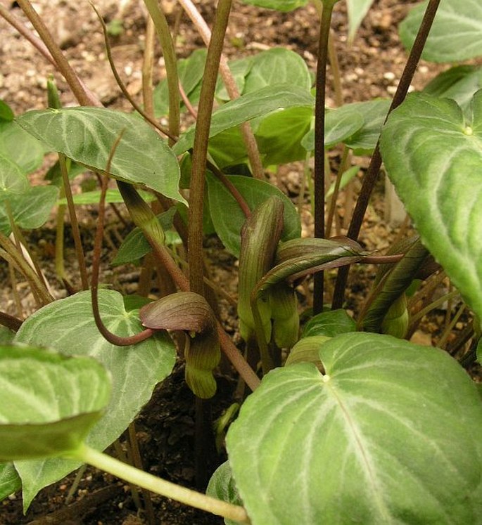 PINELLIA CORDATA N. E. Br.