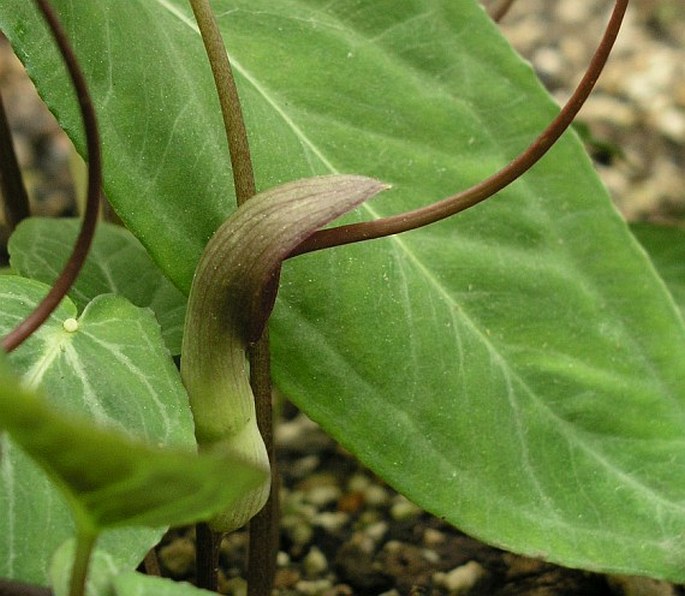 Pinellia cordata