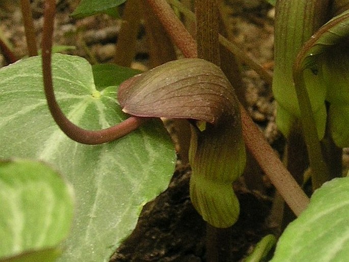 Pinellia cordata