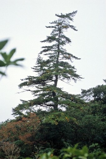 Pinus parviflora