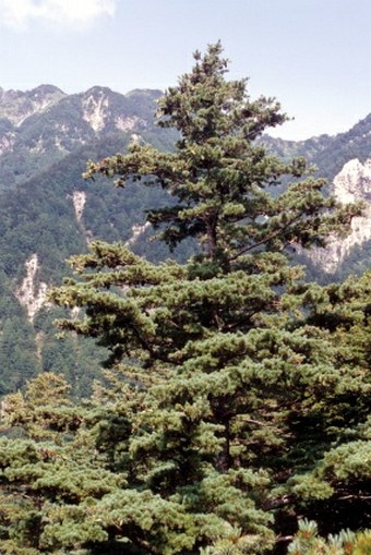 Pinus parviflora