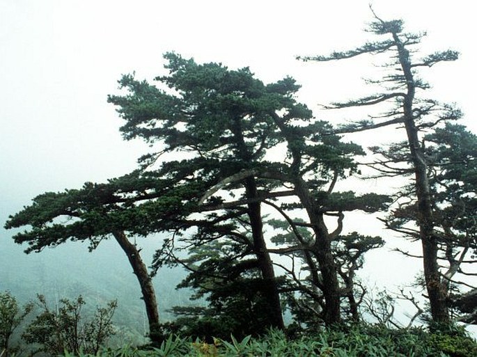 Pinus parviflora