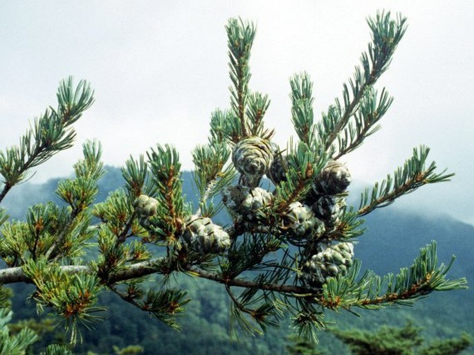 Pinus parviflora