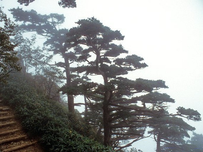 Pinus parviflora