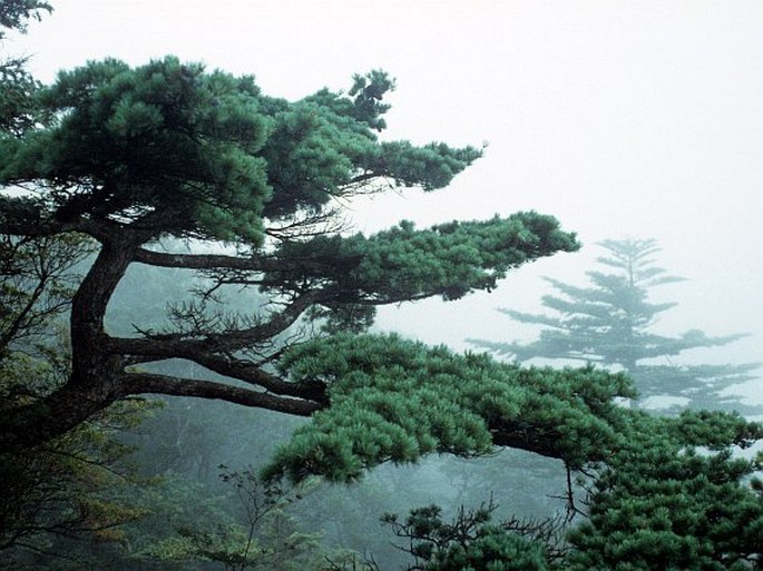 Pinus parviflora