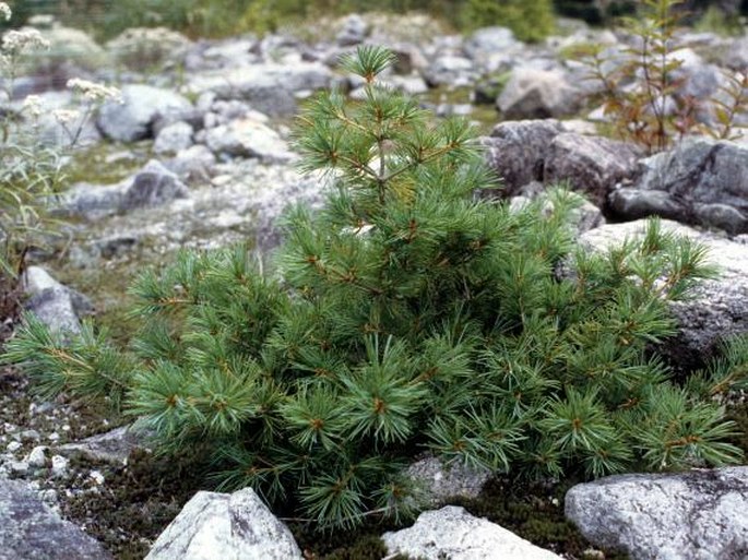 Pinus parviflora