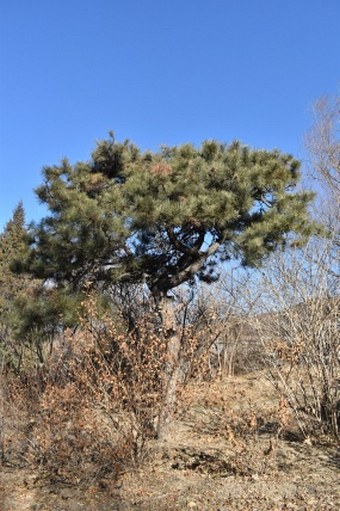 Pinus tabuliformis