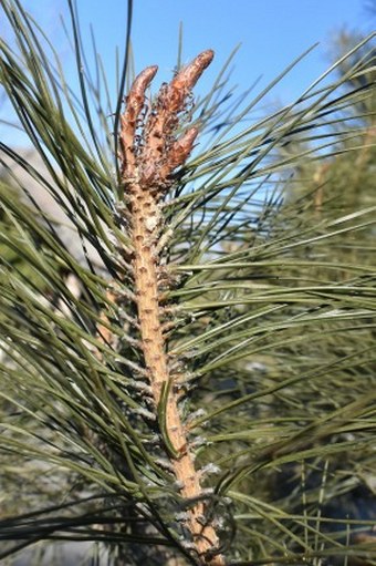 Pinus tabuliformis