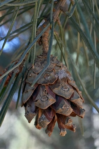 Pinus tabuliformis