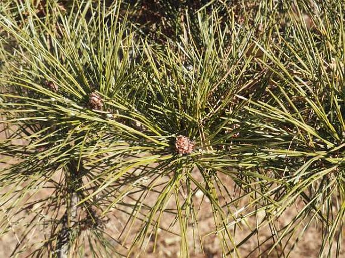 Pinus tabuliformis