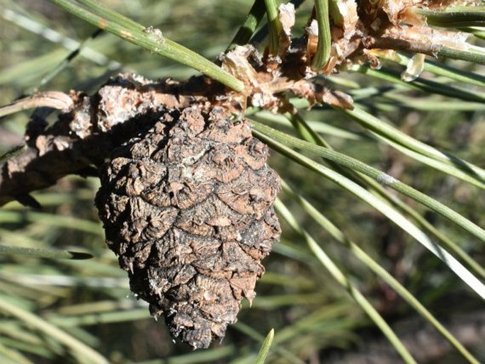 Pinus tabuliformis