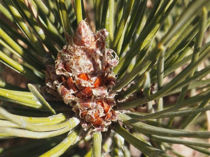 Pinus tabuliformis