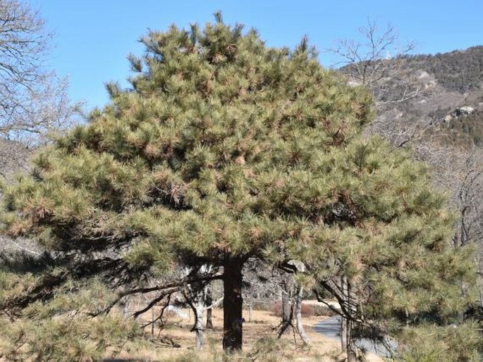 Pinus tabuliformis