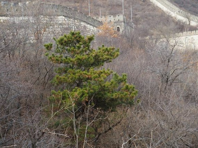 Pinus tabuliformis