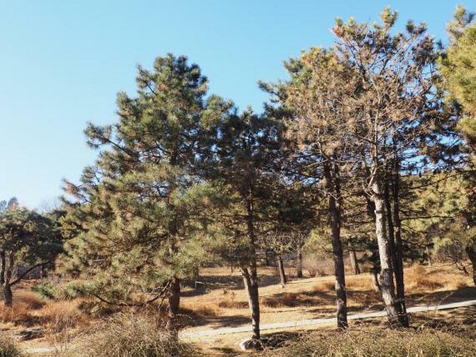 Pinus thunbergii