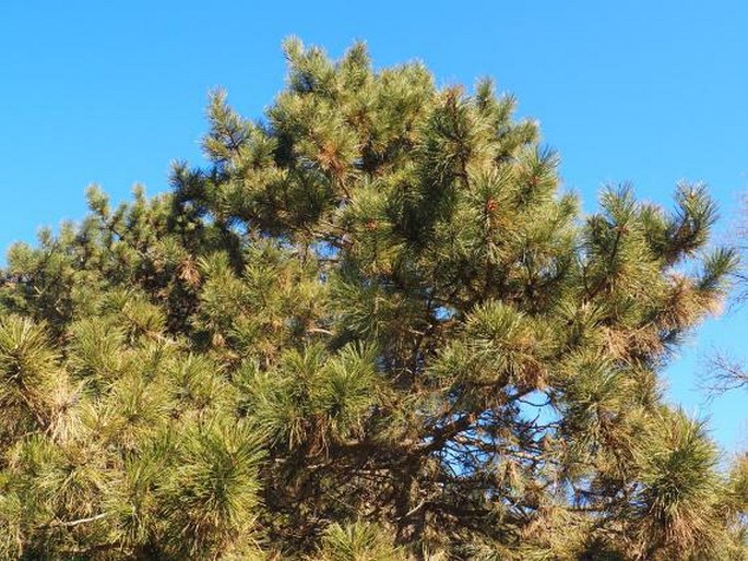 Pinus thunbergii