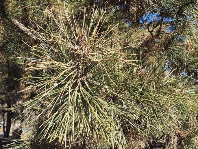 Pinus thunbergii