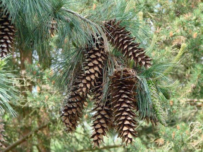 PINUS AYACAHUITE Ehrenb. ex Schltdl. – borovice mexická / borovica