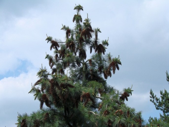 Pinus ayacahuite