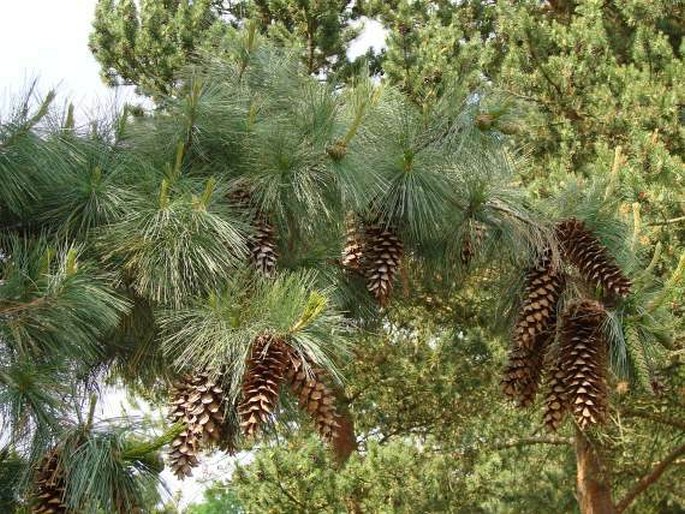 Pinus ayacahuite