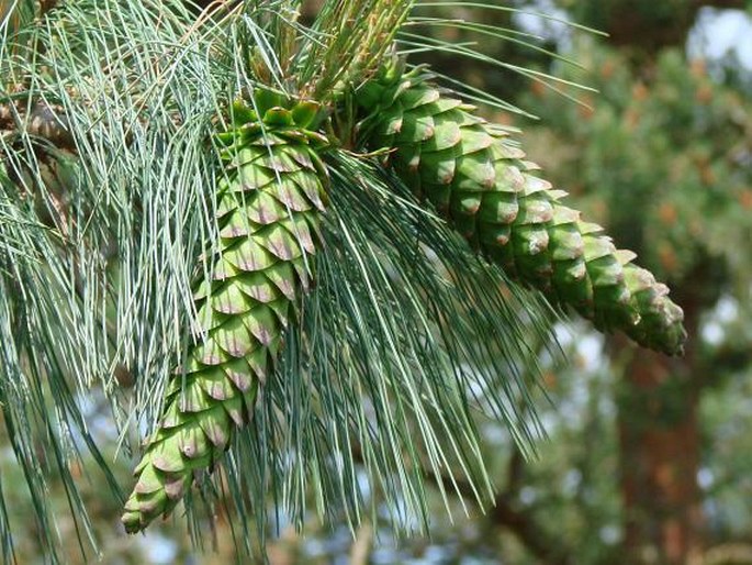 Pinus ayacahuite