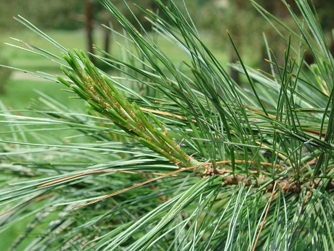 Pinus ayacahuite