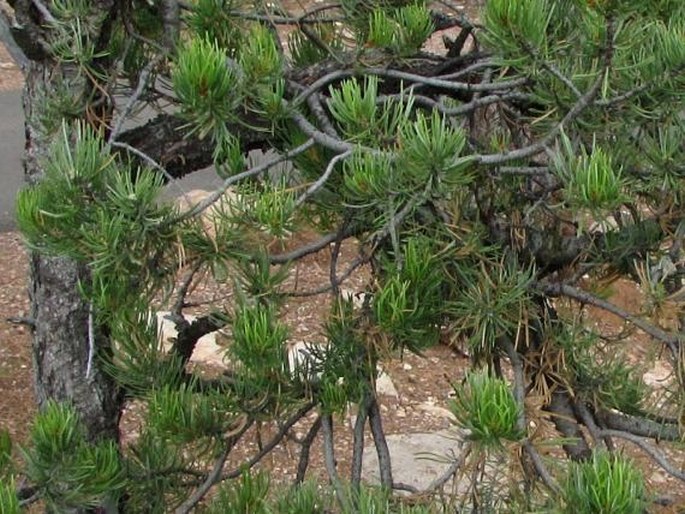 Pinus edulis