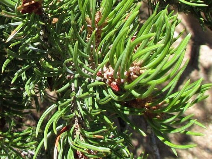 Pinus edulis